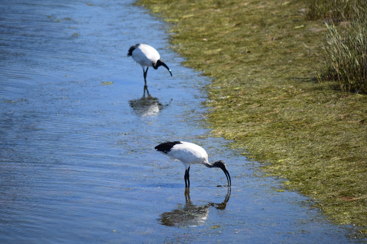 ibis Knysna