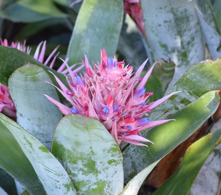 fleur violette et rose