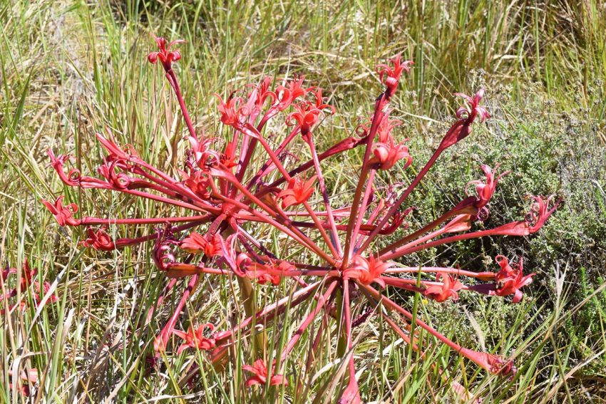 fleur rouge endémique de Knysna