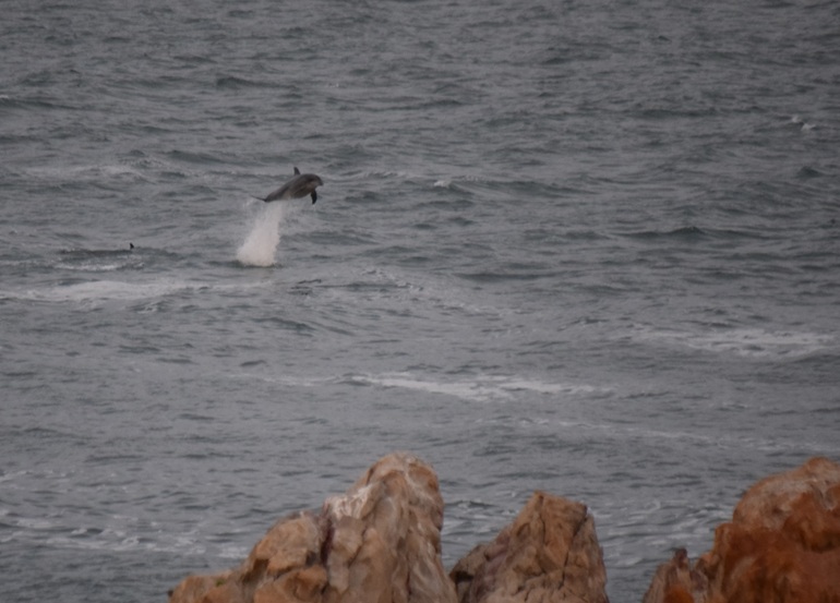 dauphin en plein saut